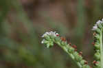 Salt heliotrope